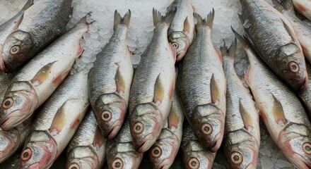 Obraz premium Fresh Fathead Minnows on Ice at the Supermarket - Frozen fish, market display, cold storage, seafood, grocery. Symbolises freshness, abundance, healthy eating, retail, and commerce.