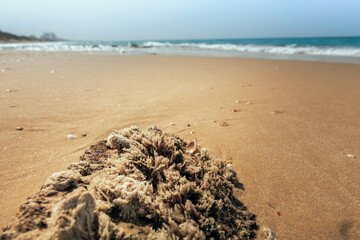 A beautiful sea beach, photographed from a low angle