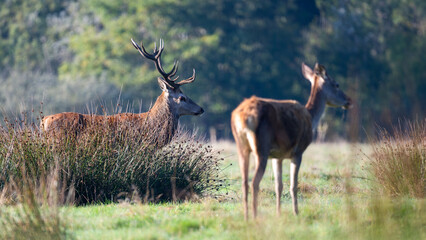 Red deer stag of Scotland walking in a plain in a park with a hind in the foreground. Cervus elaphus, Juncus effusus, Sologne, Loiret 45, région Centre Val de Loire, France, European Union, Europe