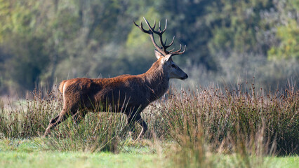 Red deer stag of Scotland walking in a plain in a park. Cervus elaphus, Juncus effusus, Sologne,...
