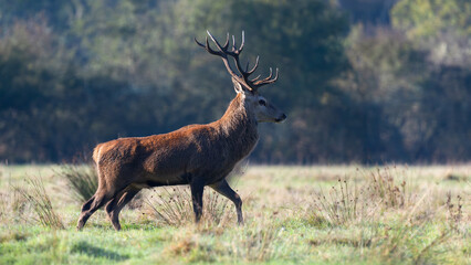 Red deer stag of Scotland walking in a plain in a park. Cervus elaphus, Juncus effusus, Sologne, Loiret 45, région Centre Val de Loire, France, European Union, Europe