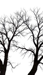 Obraz premium A lone deciduous tree, bare branches reaching skyward against a pure white backdrop, environment, detail, leafless