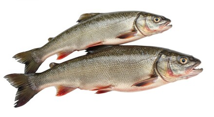 Obraz premium Fresh Sauger Fish Duo on White - Two fresh sauger fish, a culinary delicacy, symbolize purity, nutrition, nature's bounty, aquatic life, and healthy eating.