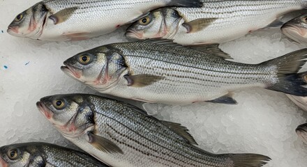 Fototapeta premium Fresh Striped Bass on Ice Supermarket Display - Freshly caught striped bass, glistening with ice, ready for sale. Symbolism: abundance, freshness, healthy eating, nature's bounty, market commerce.