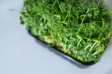 Fresh green pea microgreens in a black plastic tray on a light background. Healthy organic sprouts for salads, smoothies, and vegan meals. Macro close-up