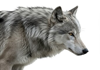 Obraz premium Gray wolf Canis lupus portrait with attentive expression for wildlife protection promotional material, fierce predator in natural habitat for animal magazine cover