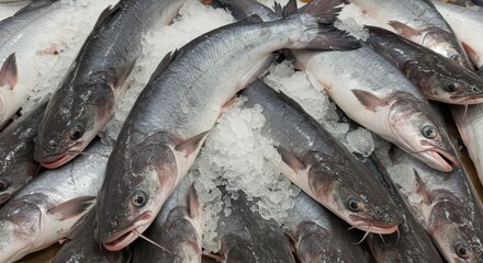 Frozen Blue Catfish on Ice at Supermarket - Fresh frozen blue catfish, glistening with ice, displayed on supermarket shelves.  Represents freshness, abundance, healthy eating, seafood market