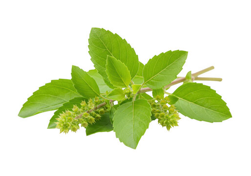 A small bunch of fresh tulsi leaves with a rich green color and small flower buds. isolated on transparent background