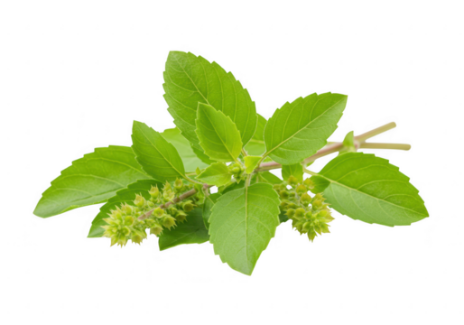 A small bunch of fresh tulsi leaves with a rich green color and small flower buds. isolated on transparent background
