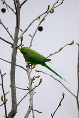 Rose-ringed parakeet perched on a bare tree A green rose-ringed parakeet sits on a thin branch of a leafless tree,