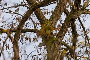 Obraz premium A Woodpecker perched on a Tree Branch in its Natural Habitat of the Forest Ecosystem