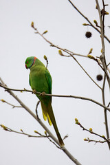 Rose-ringed parakeet perched on a bare tree A green rose-ringed parakeet sits on a thin branch of a leafless tree,