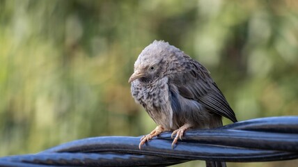 Jungle babbler (Argya striata) on a cable