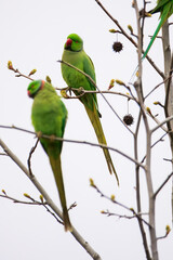 Rose-ringed parakeet perched on a bare tree A green rose-ringed parakeet sits on a thin branch of a leafless tree,