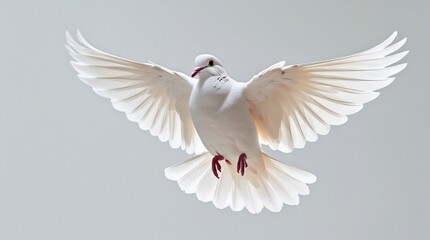 Obraz premium A white dove in mid-flight, with wings spread, delicate feathers, and a serene atmosphere, is seen in a peaceful setting with a delicate beak and focused eyes.
