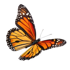 monarch butterfly with orange wings and black veins isolated transparent background png, vibrant monarch butterfly with detailed white spots
