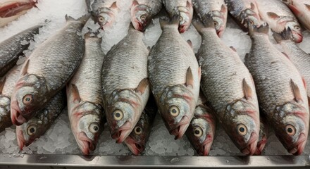Obraz premium Sauger Fish on Ice in Supermarket - Fresh sauger fish on ice, symbolizing freshness, abundance, healthy eating, market trade, and seafood.