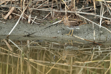 A first calendar year common snipe (gallinago gallinago) standing at the narrow stripe of mud between water and reed