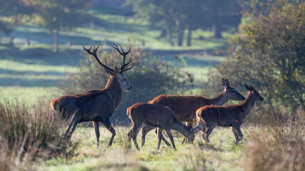 Red deer stag of Scotland leading a hind and faes to reach the rest of the herd in a plain in a park. Cervus elaphus, Sologne, Loiret 45, région Centre Val de Loire, France, European Union, Europe
