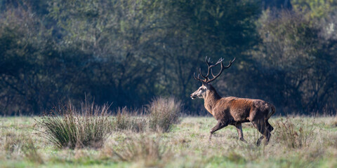Red deer stag of Scotland running in a plain in a park. Cervus elaphus, Juncus effusus, Sologne, Loiret 45, région Centre Val de Loire, France, European Union, Europe