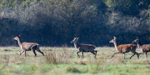 Old skinny Red deer hind of Scotland leading the herd while running in a meadow in a park. Cervus elaphus, Sologne, Loiret 45, région Centre Val de Loire, France, European Union, Europe