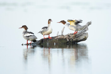 A group of male goosander (mergus merganser) in eclipse plumage perching on a tunk in the water