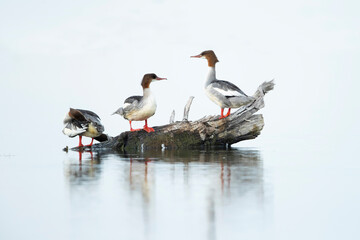 A group of male goosander (mergus merganser) in eclipse plumage perching on a tunk in the water