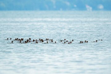 swimming flock of female locking goosander (mergus merganser)