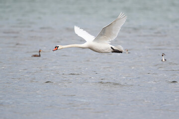 Fototapeta premium adult mute swan (cygnus olor) in flight close above the water surface