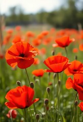 Fototapeta premium Vibrant red poppies sway gently in a sun-drenched field, texture, texture