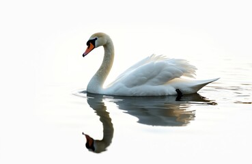 Elegant white swan gliding on calm water surface. Bird swims peacefully, beautiful reflection in lake water. Nature wildlife scene with swan swimming and beautiful water reflection on sunny day.