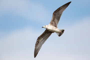 Obraz premium first calendar year or juvenile yellow-legged gull (larus michahellis) in flight