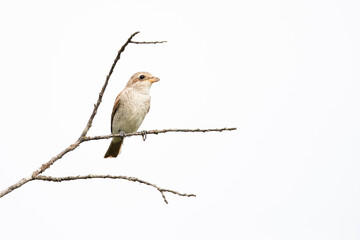 adult female red-backed shrike (lanius collurio) perching on a branch