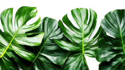 Tropical Monstera Leaves Pattern