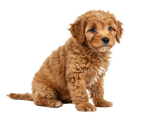 A small fluffy light brown puppy with a curly coat sitting isolated on transparent background