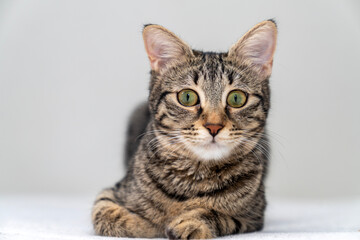 Pet portrait. beautiful kitten tabby cat with yellow eyes and an attentive look, cute kitten tabby cat sleeping, resting, relaxing, looking on top of a bed gray background. Pets friendly and care conc