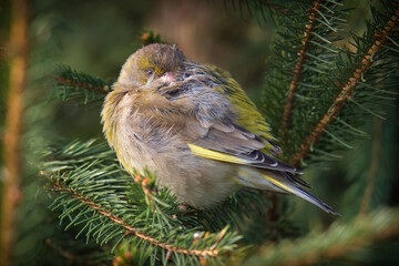 a sleeping and wet greenfinch after a rainy night, perched on a spruce at a spring morning