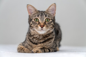 Pet portrait. beautiful kitten tabby cat with yellow eyes and an attentive look, cute kitten tabby cat sleeping, resting, relaxing, looking on top of a bed gray background. Pets friendly and care conc