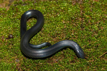 A cute juvenile Natal black snake (Macrelaps microlepidotus) in the wild in KwaZulu-Natal, South Africa