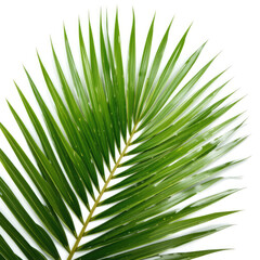 green palm leaf