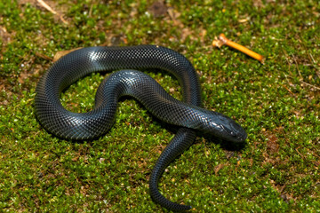 A cute juvenile Natal black snake (Macrelaps microlepidotus) in the wild in KwaZulu-Natal, South Africa