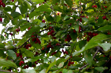 Cornus mas. Red fruit of the cornelian cherry