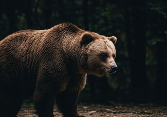 Majestic brown bear in its natural habitat captured in a powerful studio shot, conveying strength, wildness and connection with wildlife animal conservation