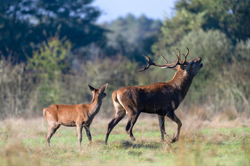 Red deer fawn of Scotland observing and listening a stag walking and roaring in a plain in a park. Cervus elaphus, Sologne, Loiret 45, région Centre Val de Loire, France, European Union, Europe