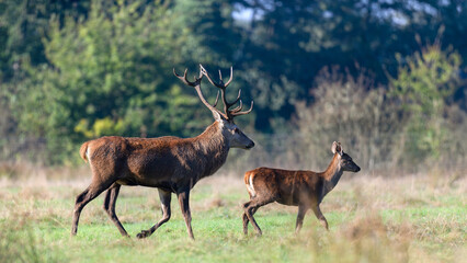 Red deer stag of Scotland walking with a fawn to join the herd in a plain in a park. Cervus elaphus, Sologne, Loiret 45, région Centre Val de Loire, France, European Union, Europe
