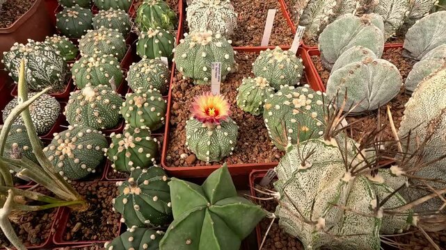 Different types of cacti Astrophytum sp. in spring in the botanical collection