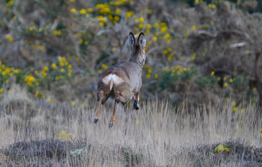 Chevreuil dans la lande de Ploumanac'h en Bretagne
