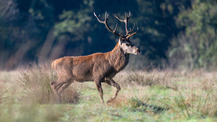 Red deer stag of Scotland running tongue out to smell odors in a plain in a park. Cervus elaphus, Juncus effusus, Sologne, Loiret 45, région Centre Val de Loire, France, European Union, Europe