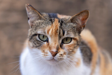 Kopf frontal freigestellt  einer Glückskatze