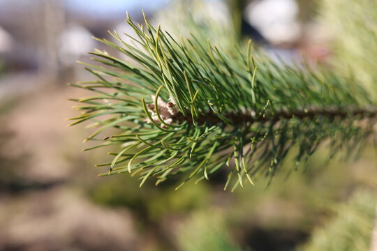 Close up of pine needles